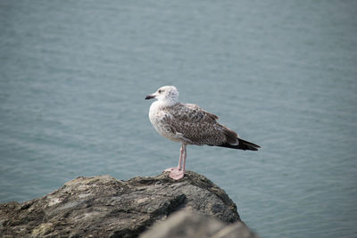 Seagull perching on rock by sea