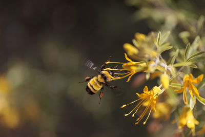 Close-up of bee by blooming flowers