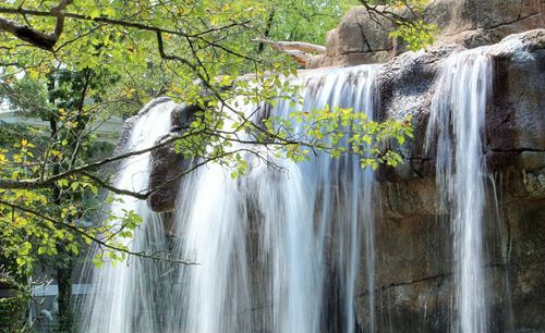 Scenic view of waterfall in forest