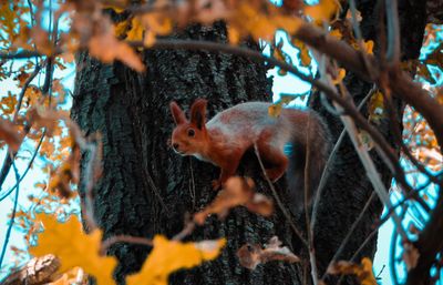 Close-up of squirrel on tree trunk