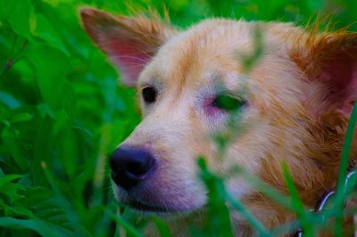 Close-up of dog on field