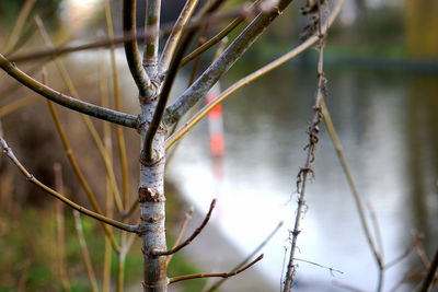 Close-up of snow on branch