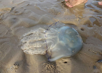 High angle view of big dead jellyfish on the beach 
