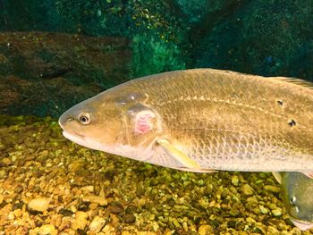 Close-up of fish underwater