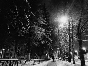 View of trees in winter