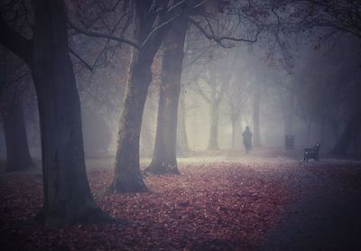 Trees in forest during autumn