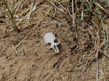 High angle view of animal skull on field