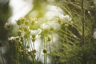 Close-up of white flowering plants