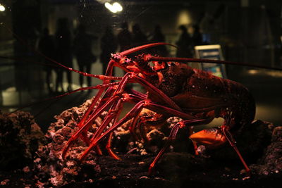 Close-up of lobster in aquarium