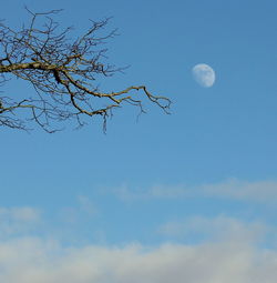 Low angle view of trees against blue sky