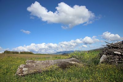 Scenic view of field against sky