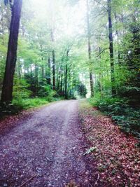 Road amidst trees in forest