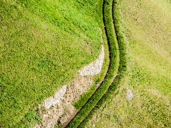 High angle view of rice field