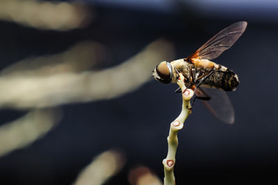 Close-up of insect on flower