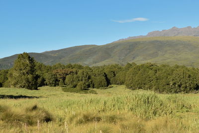 Grassland landscapes against a mountain landscapes in rural kenya, mount kenya national park, kenya
