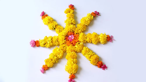 High angle view of yellow flowers against white background