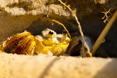 Close-up of yellow underwater