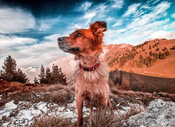domestic animals