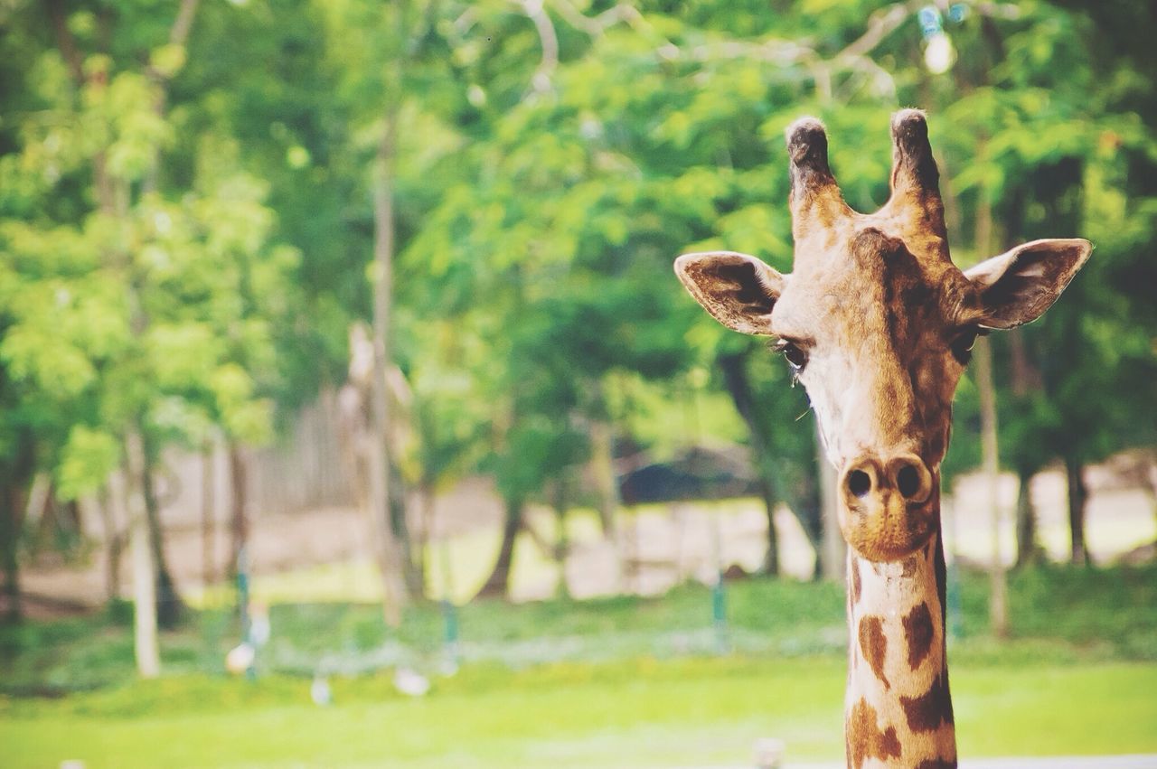 focus on foreground, tree, animal themes, grass, field, day, tree trunk, nature, close-up, outdoors, landscape, one animal, selective focus, grassy, no people, mammal, wildlife, horse, sunlight, animals in the wild