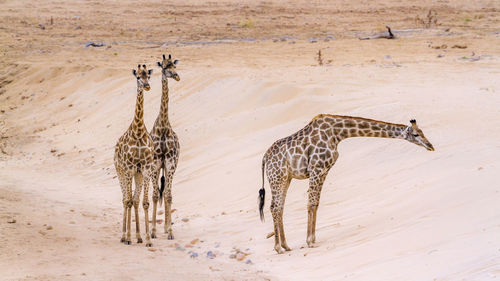 High angle view of giraffes walking on land