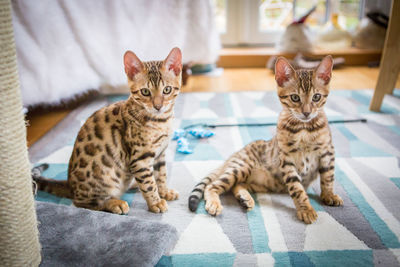 Portrait of kitten sitting