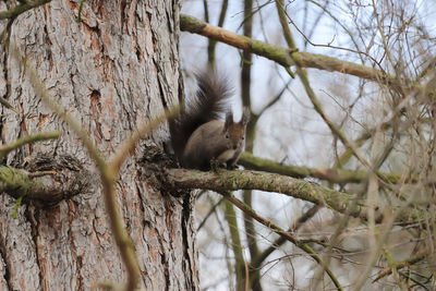 Low angle view of squirrel on tree