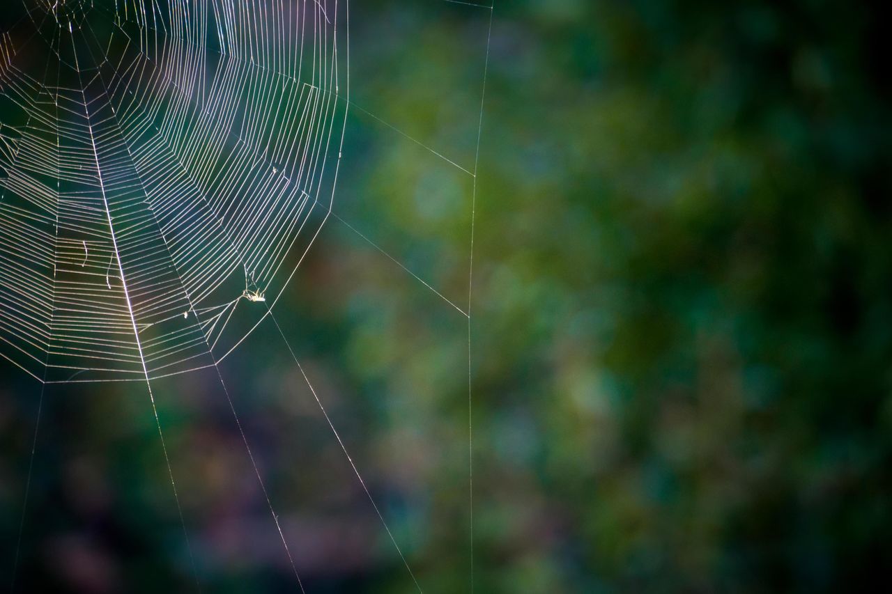 CLOSE-UP OF SPIDER ON WEB