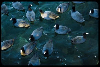 High angle view of ducks swimming in water