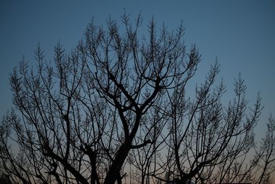 Low angle view of silhouette bare tree against clear sky