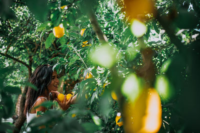 Orange fruits on tree