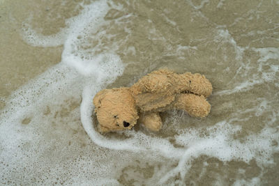 High angle view of teddy bear in sea at beach