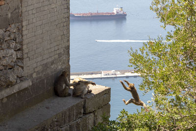 View of cat on wall by sea