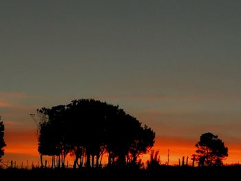 Silhouette of trees at sunset