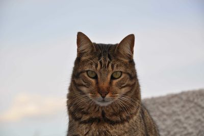 Close-up portrait of a cat