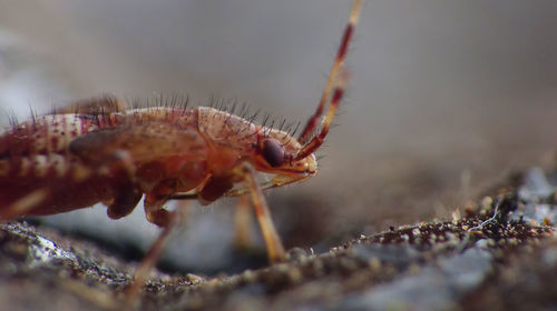 Close-up of insect