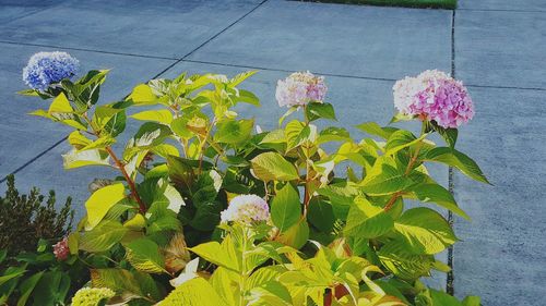 Low angle view of pink flowers