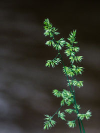 Close-up of plant against tree