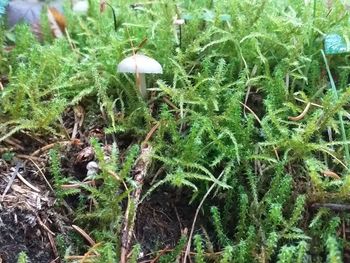 High angle view of plants growing on field