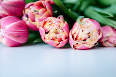 Close-up of pink tulips