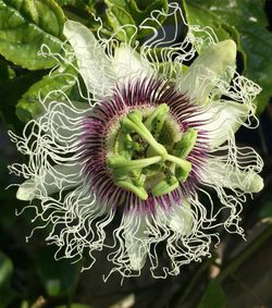 Close-up of plant against blurred background