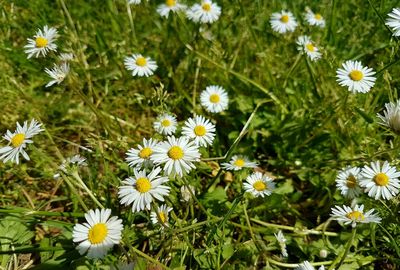 Close-up of daisy flowers blooming in field