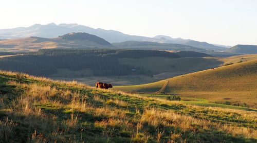 Cow standing on hill against mountains