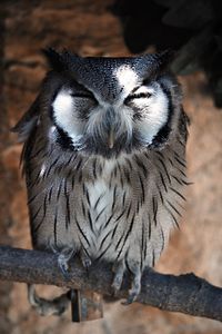 Close-up portrait of owl perching outdoors