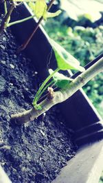 Close-up of grasshopper on tree trunk