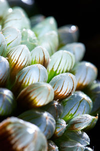 Close-up of seashells