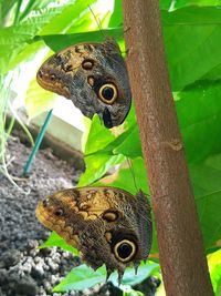 Butterfly perching on tree