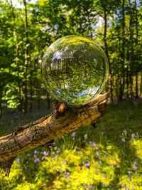 Close-up of ball on tree trunk