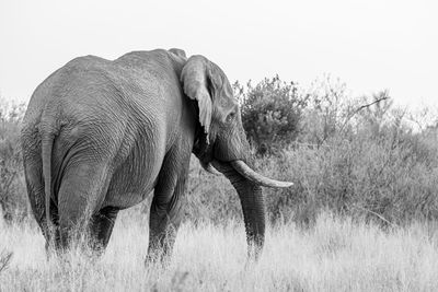 Elephant in a field