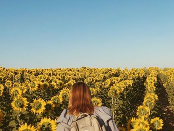 Rear view of woman standing on sunflower field against clear sky