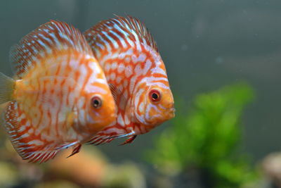 Close-up of fish swimming in sea